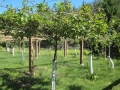 organic-kiwi-orchard.jpg